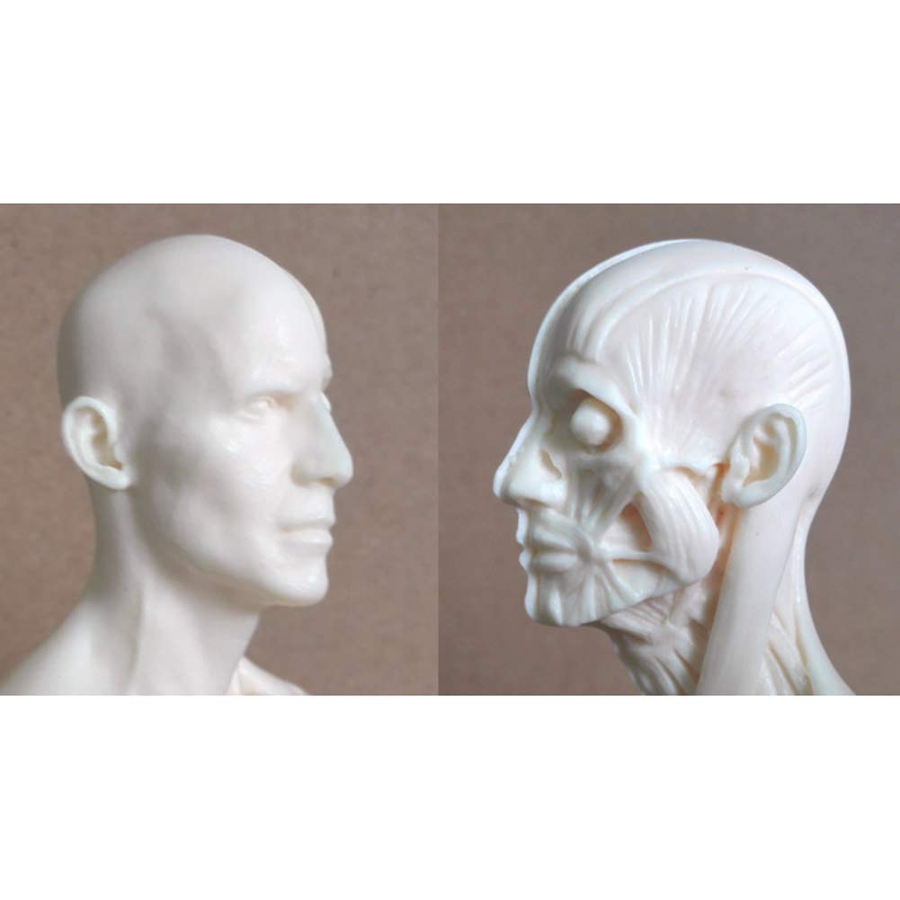 Modèle D'Enseignement, Modèle De Peinture Anatomique De Squelette Humain De 30 Cm, Anatomie, Sculpture Anatomique De Crâne, Tête, Corps, Muscle, Dessin d'artiste