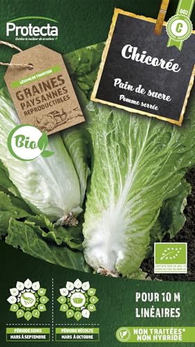 PROTECTA Semence Chicorée Pain de Sucre BIO
