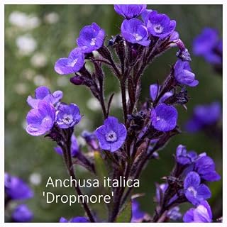 Anchusa 'Dropmore' Seeds. Large Blue Alkanet Seeds
