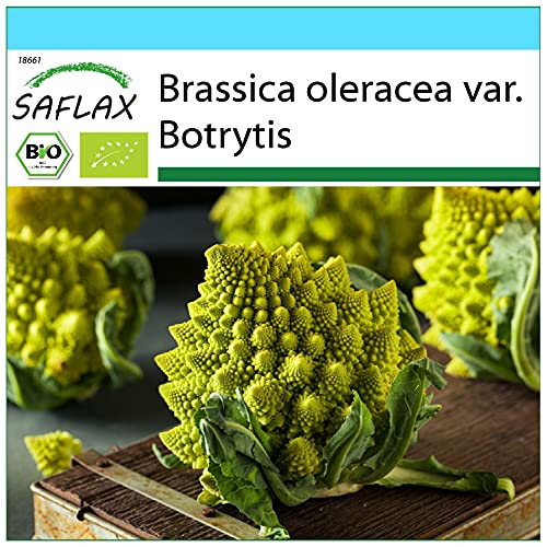 SAFLAX - - BIO - Cavolfiore - Romanesco - 50 semi - Brassica oleracea var. botrytis