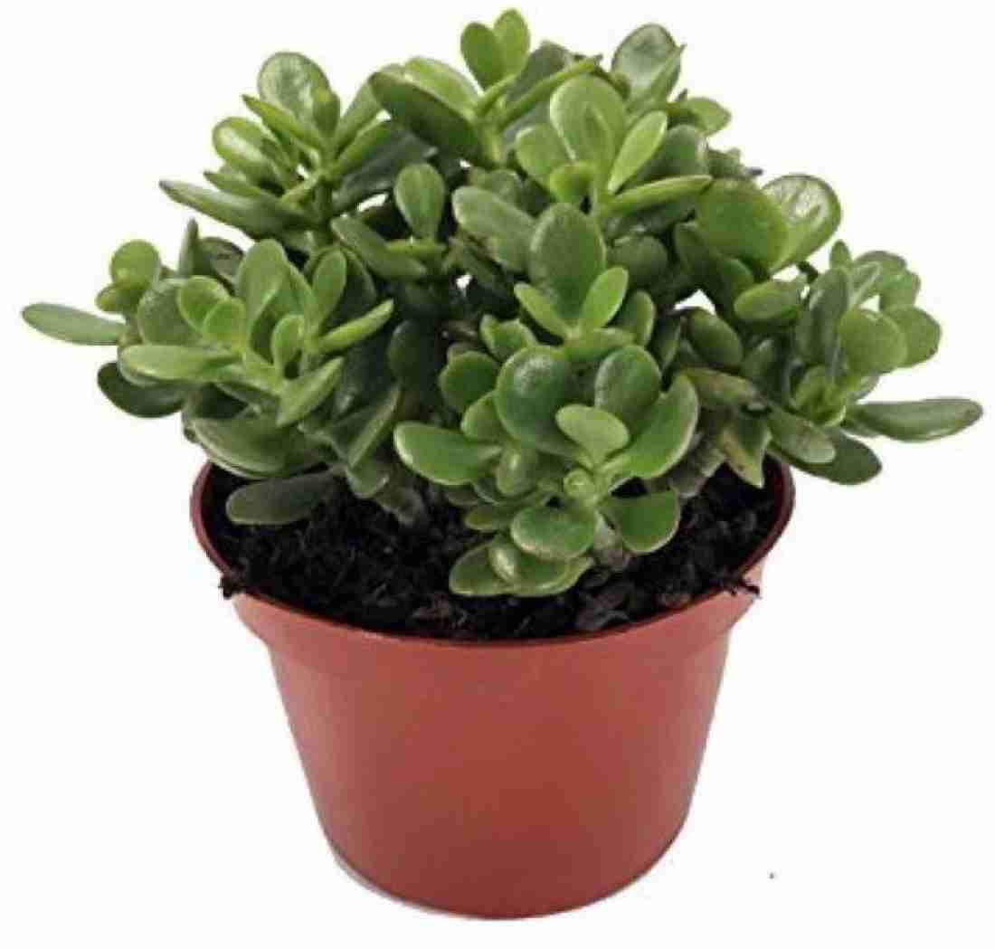 MVKR Live Jade - Crassula Ovata Plant I Feng shui jade Lucky Plant I With Growbag (Pack of 1 Plant) (B08T1ZVGKL) Amazon Price History, Amazon Price Tracker