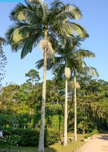 ヤシの木　約3.7M　ユスラヤシモドキ　バンガローパーム　ユスラヤシ　引取り限定 ヤシの木 2.7M ユスラヤシモドキ バンガローパーム ユスラヤシ