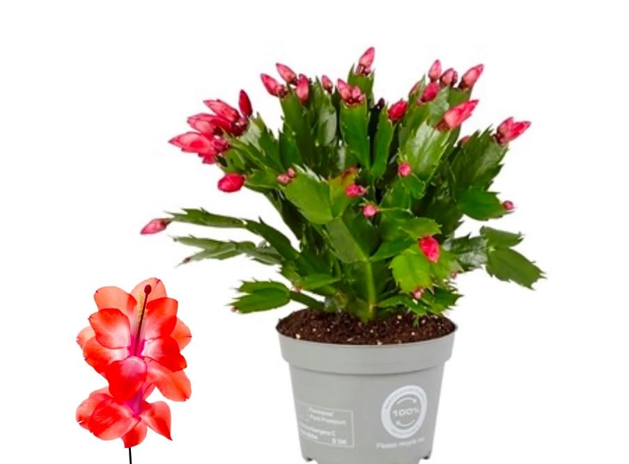 Christmas Cactus Plants Schlumbergera red in 13 cm pots