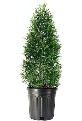 Árbol de Ciprés Natural Seto de Exterior