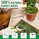 XPJBKC Sphagnum Moos, 2 x 150g Spagnummoos für Pflanzen, Orchideen Moos Sphagnum, Ernährung Organisches Torfmoos, Sphagnum Moss für Orchideen, Terrarien, Pflanzensetzlinge, Bewurzelung von Stecklingen