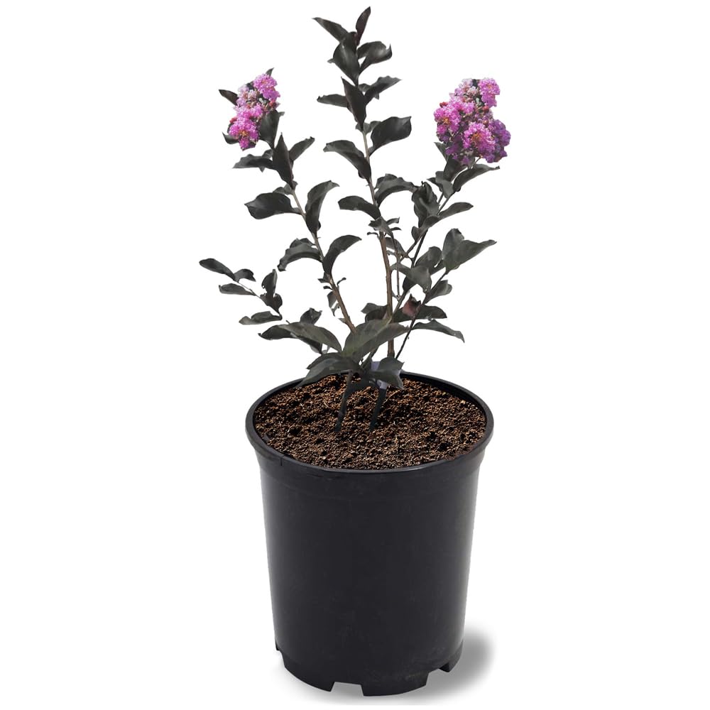 Black Diamond Purely Purple Crape Myrtle