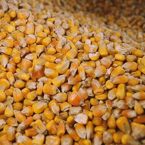 agrar-Store 25kg Mais Futtermais Körnermais Angelmais Karpfenmais Hühnermais Hühnerfutter Hartmais