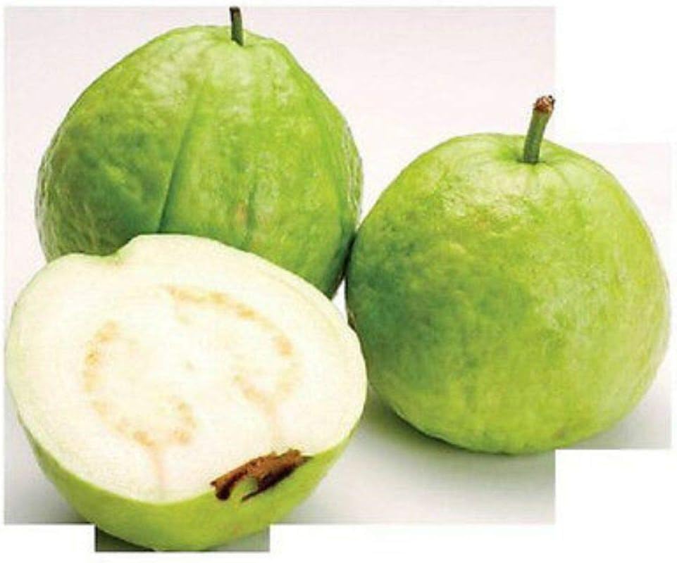 Review 15 Seeds Guava White Tropical Fruit Psidium Guajava Tree Edible Guayaba Plant #EXC01