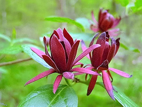 10 Sweetshrub Carolina Allspice Fragrant Calycanthus Floridus Shrub Flower Seeds #TOP3