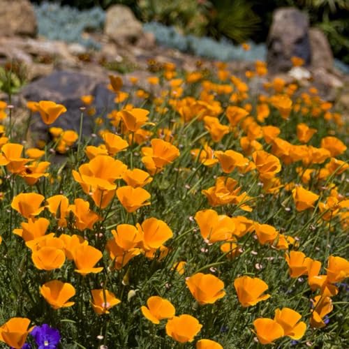 5000+ California Poppy Seeds - Native California State Flower, Non-GMO Open Pollinated | Drought Tolerant, Pollinator-Friendly Wildflower Seeds for Outdoor Planting