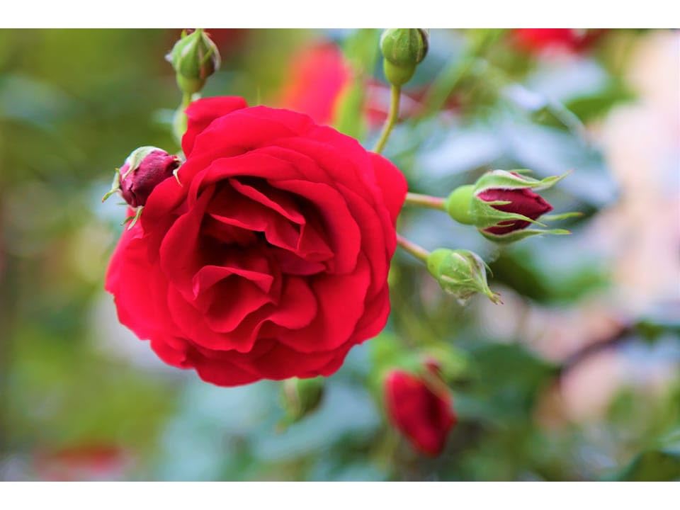 EverSneh Red Rose Desi Gulab Flower Outdoor Gardeining Live Plant With Black Plastic Pot (B0CWV4Z62R) Amazon Price History, Amazon Price Tracker