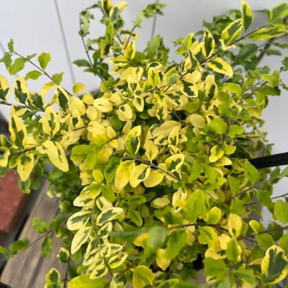 Amazon.co.jp: シュラブ リガストラム レモンアンドライム 5号鉢