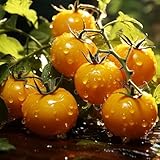 100 Piezas De Semillas De Tomate, Amarillas, Variedades Antiguas - Solanum Lycopersicum - Semillas De Tomate, Semillas De Hortalizas, Resistentes Al Invierno, Plantas Trepadoras, Tomates Res