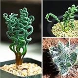 Bulbos de albuca espiralis,albuca Spiralis Plant,Albuca namaquensis,albuca espiralis planta,Perenne,bulbos de Albuca Spiralis,tiene la función de embellecimiento y decoración.