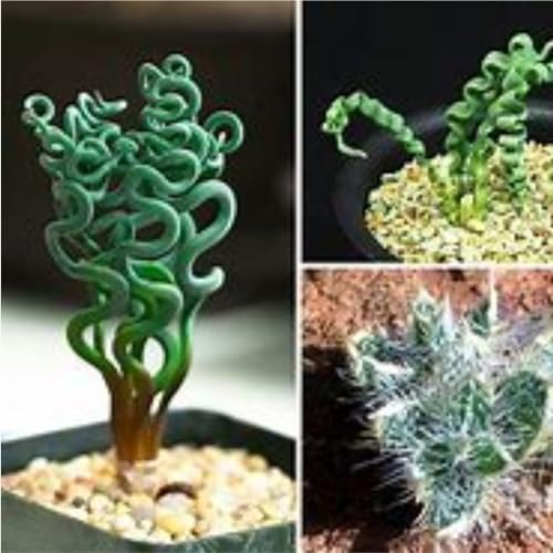 Bulbos de albuca espiralis,albuca Spiralis Plant,Albuca namaquensis,albuca espiralis planta,Perenne,bulbos de Albuca Spiralis,tiene la función de embellecimiento y decoración.