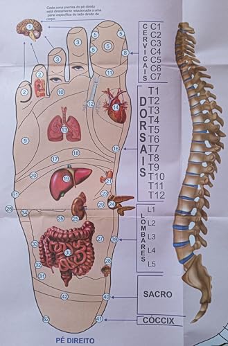 MAPA/POSTER DAS ÁREAS REFLEXAS DOS PÉS - REFLEXOLOGIA - DIMENSÕES: LARGURA 117 CM X ALTURA 89 CM.