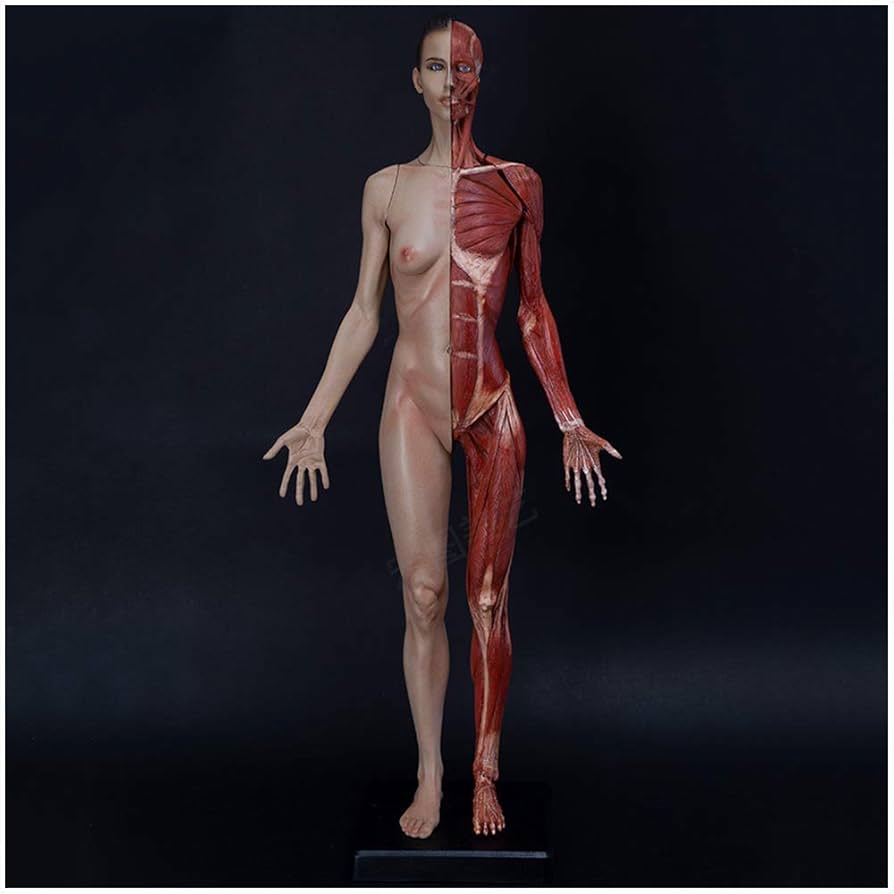 人体模型 AnatomyTools Female1:6Proportional figv2 AnatomyTools