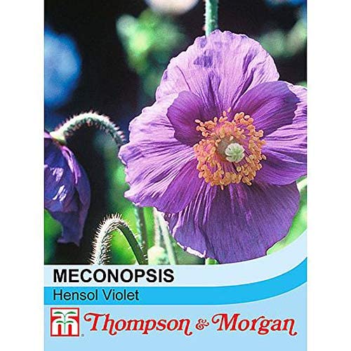 Flower Seed Meconopsis baileyi Hensol Violet Hardy Perennial Himalayan Blue Poppy Purple Blooms Sun or Shade Plant 1 Packet (30 Seeds) by Thompson and Morgan