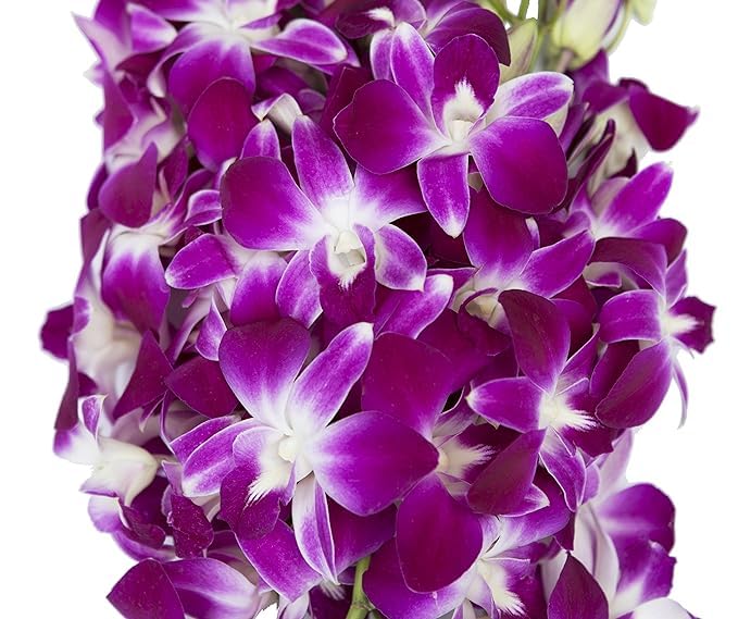 KaBloom PRIME NEXT DAY DELIVERY - WEDDING COLLECTION - 30 Purple Orchids Cut-to-Order, and Homegrown in the USA). I Gift for Birthday, Anniversary, Thank You, Mothers Day Fresh Flowers.