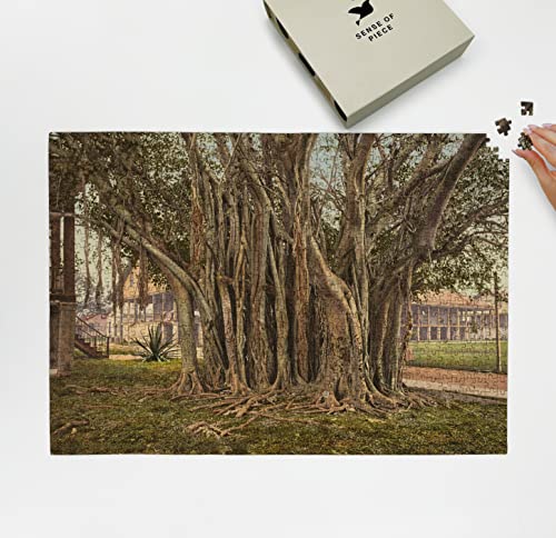 1900 | バニヤン ツリー | 植物 | 米国兵舎 | キーウェスト、フロリダ | 1000ピース 大人のジグソーパズル | 大人用ジグソーパズルゲームのサムネイル