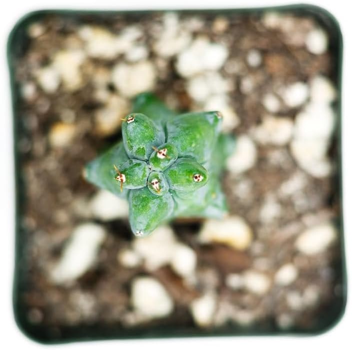 Boobie Cactus Myrtillocactus Geometrizans Rare Succulents Plants Live - Mature Indoor Plants for Plant Lovers and Collectors (5'' Boobie)