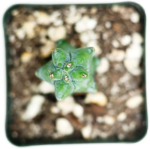 Miniatura 2 de Boobie Cactus Myrtillocactus Geometrizans Plantas suculentas raras vivas (10 pulgadas Boobie)