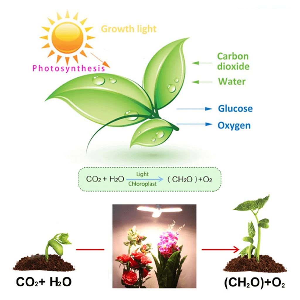LED Crece la Luz para Plantas de Interior,Luces para Plantas con Clip de Cuello de Cisne Espectro Completo,para Hidroponía,Invernadero,Hortalizas,Zócalo E26 /E27 (Color : Double Head)