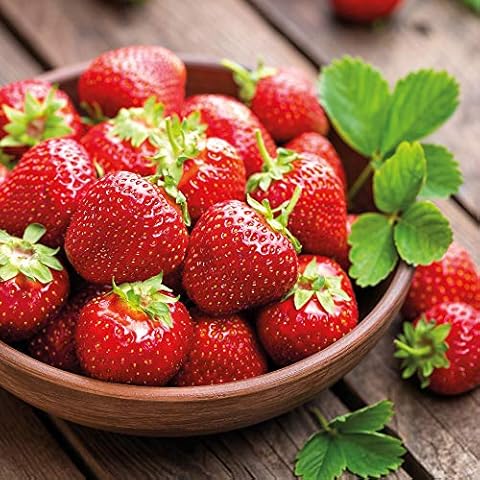 Thompson and Morgan Strawberry Florence Plants Cover