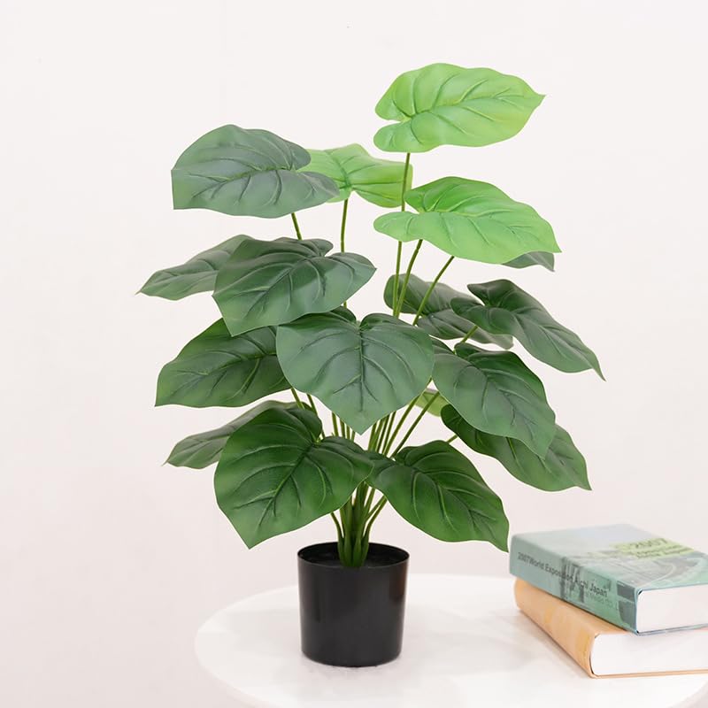 La mejor comparación de Plantas que Puedes Comprar On-line. 29 Imagen adicional