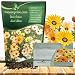 Outsidepride African Daisy Mix - 5000 Seeds