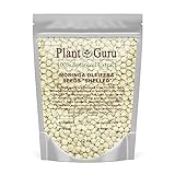 Moringa Seeds Kernel Shelled 2 oz. - Clean PKM1 Variety - Edible - Moringa Oleifera - Malunggay - Semillas De Moringa - Drumstick Tree - Non-GMO - 250 to 300 Seeds Approx.