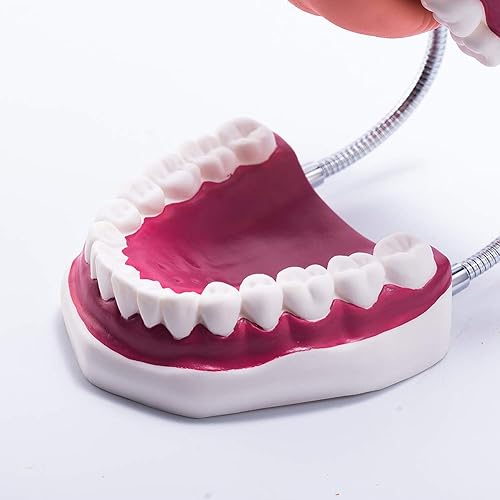 Miniatura 6 de El modelo dental del diente grande 6 veces amplía el modelo de la boca de la dentadura con la lengua movible para la terapia del habla