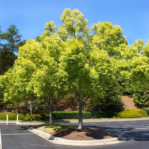 5 Chinese (Lacebark) Elm Trees - 10-18' Tall Live Plants - Fast Growing Bonsai Trees - Ulmus...