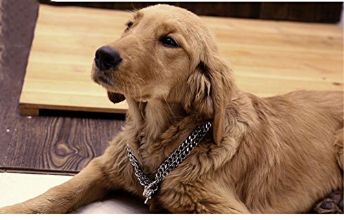 GH8 Double-Deck Length 65cm Stainless Steel Dog Collars Made for Last Matching Leash & Harness Available Separately Silvery for Large Dog