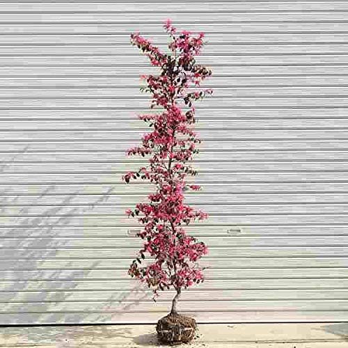 Amazon | 庭木：紅花トキワマンサク（常盤万作） 樹高：約150cm 佐川