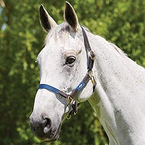Kincade Leather Web Headcollar Cob Navy