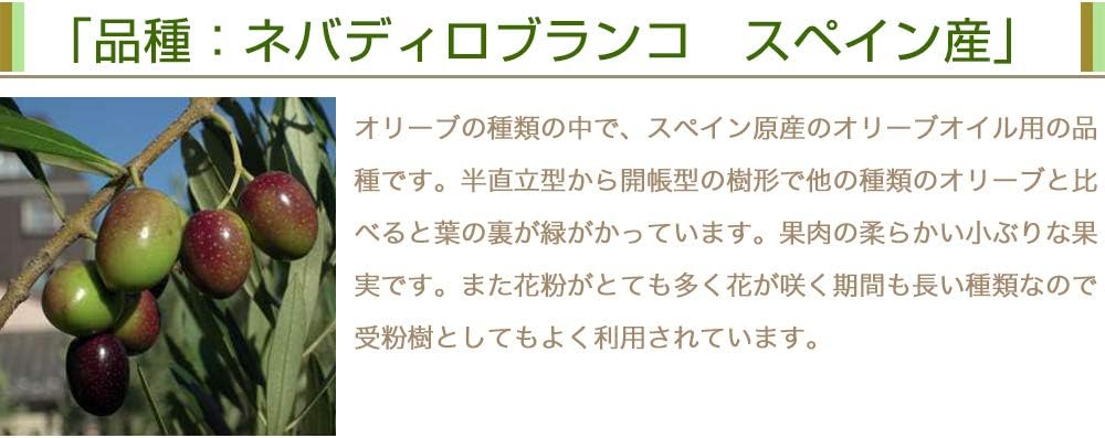 Amazon 花のギフト社 観葉植物 オリーブの木 シプレッシーノ 素焼 鉢植え 4号 インテリア グリーン 観葉植物 オンライン通販 Amazon 花のギフト社 観葉植物 オリーブの木 シプレッシーノ 素焼 鉢植え 4号 インテリア グリーン 観葉植物 オンライン通販