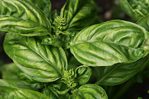 Basil Seed-Large Italian Leaf,25 Count COOL BEANS n SPROUTS Brand. Home Gardening - Image 2