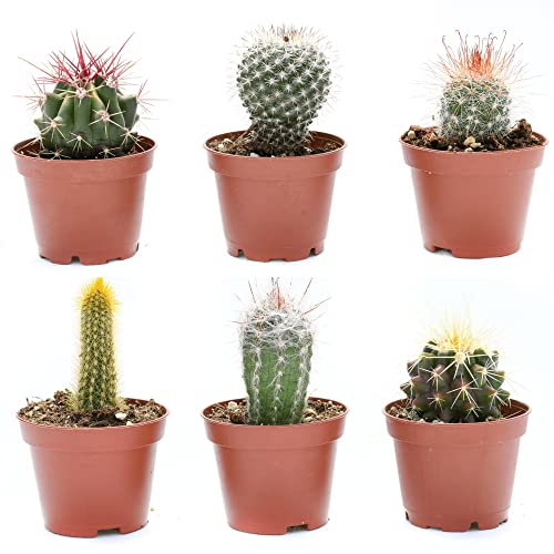 Cactus Plants Live – Small Assorted 2-Inch Set (6)