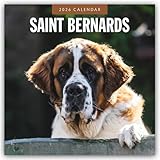 Saint Bernards – Bernhardiner 2026 – 16-Monatskalender: Original Red Robin Publishing Ltd-Kalender [Mehrsprachig] [Kalender] (Wall-Kalender)
