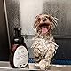 Eye Envy Tear Stain Gesichtsreiniger für Hunde und Katzen | Wäscht verkrustete Augentrümmer, Augenblasen und Augenausfluss Weg | Tränenfreie Schaumformel (8,45 FL Oz)