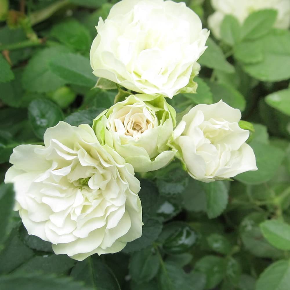 Amazon.co.jp: ITANSE ミニ薔薇 グリーンアイス 3.5号鉢 1個売り