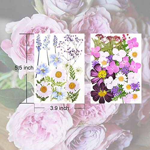 image for Purple 51pcs Real Dried Pressed Flowers Leaves Petals,Josisi Colorful 