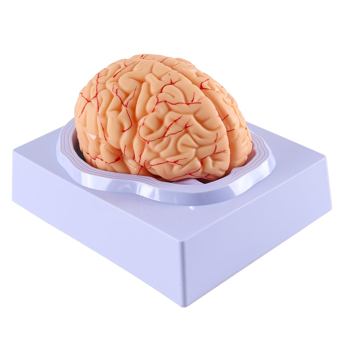 Modello Cervello Umano Anatomia Modello Cervello 8 Parti Cervello Falso Con 32 Identificatori Digitali Cervello Arteria Insegnamento Per Classe Scientifica