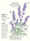 Salvia 