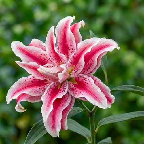 Bulbi Fiori Perenni da Esterno - 5 Bulbi di Giglio - Piante e Fiori Esclusivi dall'Olanda - per Giardino, Vasi e Balcone - Grandi Fiori Profumati (non semi, non artificiali)