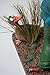 Guillermo Forchino The fo85535 The Hunter Figurine, Resin, Multi-Coloured, 30 x 15 x 38.5 cm