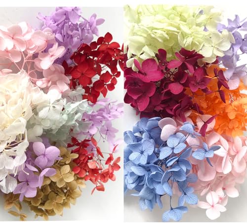 DongArts Konservierte getrocknete Hortensien Blumen Set, 6 zufällige Farben pro Box, 100% natürliche Hortensien Blumen für DIY Kerze Harz Geschenk Filler Handwerk (3 Box)