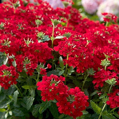 Red Lantana camara 1 healthy Live Plant Pot (B08RWT5X1Y) Amazon Price History, Amazon Price Tracker