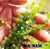 Giant Baby Tears Micranthemum umbrosum Freshwater Live Aquarium Plants Bundle Tropical Aquatic Water Plant Decorations By Mainam